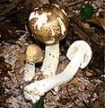 Agaricus augustus