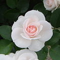 'Aspirin-Rose', 2006