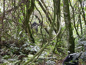 Berggorillas in Bwindi