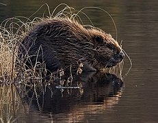 Photographie en couleurs d'un gros rongeur trapu, au pelage brun, au bord d'un plan d'eau