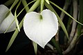 Brassavola nodosa Labellum