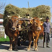 Beschlagene Zugochsen