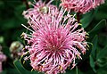 Isopogon latifolius