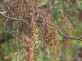 Clethra barbinervis