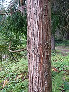 Tronco de Cryptomeria japonica.