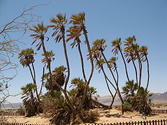 Des palmiers « Doum » (genre Hyphaene, nord-est de l'Afrique) : cas rarissime de palmiers à stipe ramifié (à ne pas confondre avec le cas beaucoup plus fréquent du palmier à plusieurs stipes ou cespiteux).