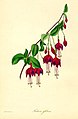 Fuchsia globosa