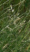 'Festuca brevipila' flowering