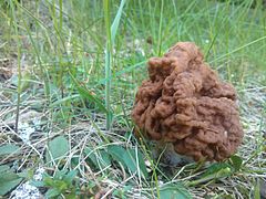 Gyromitra esculenta in Finland.jpg