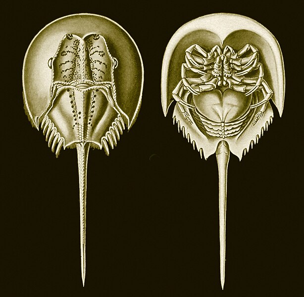 File:Haeckel-Tachypleus gigas-1024.jpg