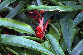 Heliconia angusta 10zz.jpg