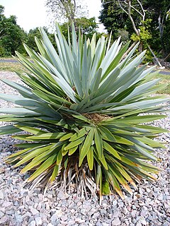 Description de l'image Hemithrinax ekmaniana.jpg.