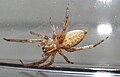 Sac spider (Aysha velox)