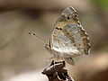 25. Junonia hierta pillangó; Kerala, India (javítás)/(csere)