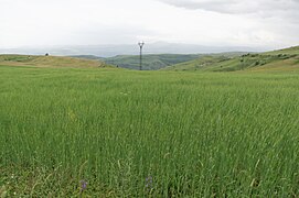 Khndzoresk, Wheat field, Armenia.jpg