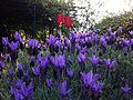 Lavandula stoechas