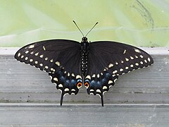 Papilio polyxenes 93660918.jpg