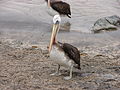 Immature; Pan de Azucar National Park, Atacama Region, Chile