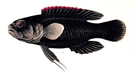 Plesiops coeruleolineatus