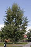 Betula pendula