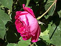 Bourbon Rose, before 1819