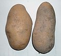 Tuber of potato (Solanum tuberosum).