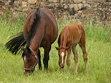 Jument baie et son poulain alezan broutant dans un pré