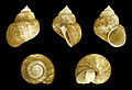 * Nomination Shell of a Philippine fresh water snail, Viviparus cebuensis boholensis --Llez 09:00, 22 December 2013 (UTC) * Promotion Good quality. --Poco a poco 09:33, 22 December 2013 (UTC)