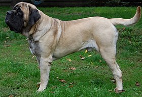 English Mastiff