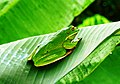 White-lipped tree frog