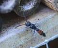 Weibchen vor Insektenhotel