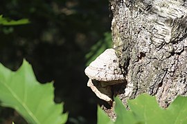 Overview of polypore near Přírodní park Kersko-Bory in Sadská, Nymburk District.jpg