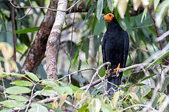 Description de l'image Black_Caracara_-_Chupacacao_Negro_(Daptrius_ater)_(14909975447).jpg.