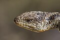 * Nomination Blotched blue-tongued lizard (Tiliqua nigrolutea) --Charlesjsharp 10:59, 1 January 2024 (UTC) * Promotion  Support Good quality. --Ermell 11:52, 1 January 2024 (UTC)