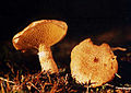 Suillus cavipes