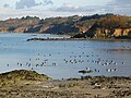 Saint-Brieuc badiako erreserba naturala.