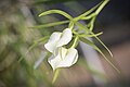 Brassavola subulifolia