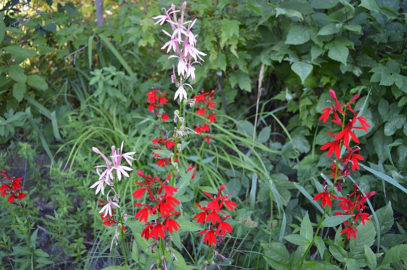 File:Cardinal Harmony.jpg