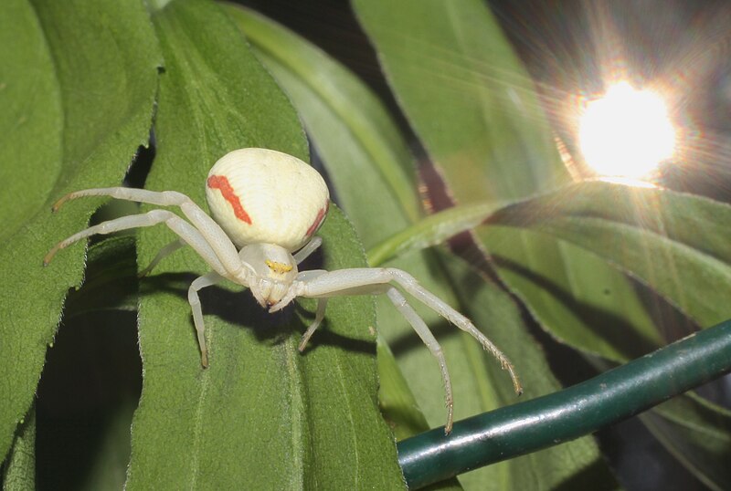 File:Crabspider.jpg