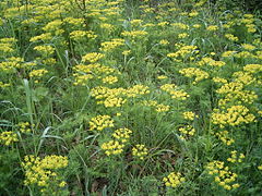 Euphorbia cyparissias.