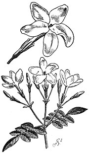 Thumbnail for File:EB1911 Jasmine (Jasminum grandiflorum).jpg