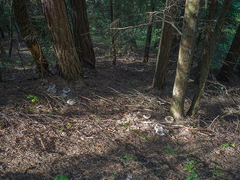 File:Fonc sa Sacun Clitocybe nebularis Urtijëi.jpg