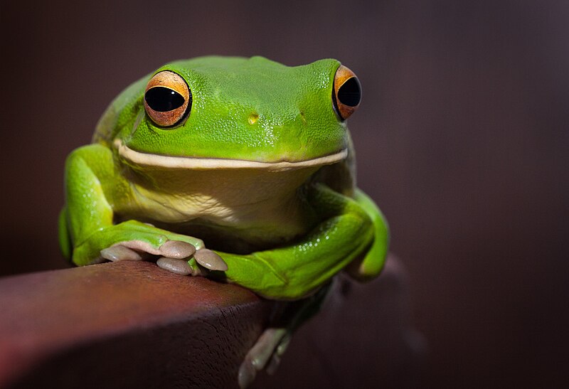 File:Green Tree Frog 0277.jpg