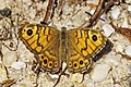 * Nomination Female Wall Brown (Lasiommata megera), Chemnitz, Germany --LC-de 14:38, 18 August 2013 (UTC) * Promotion QI for me. --Kadellar 15:45, 18 August 2013 (UTC)