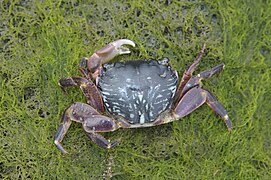 Pachygrapsus crassipes