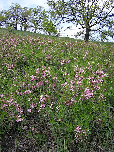 File:Prunus tenella bloom C.jpg