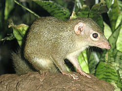 Harilik tupaia (Tupaia glis)