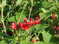 Salvia blepharophylla