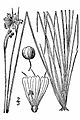 Sisyrinchium mucronatum