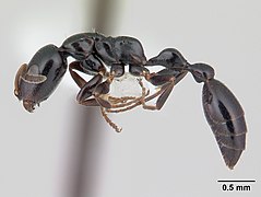 Tetraponera sahlbergii.